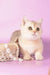 Manya | Munchkin Kitten