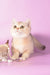 Manya | Munchkin Kitten