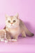 Manya | Munchkin Kitten