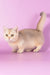 Manya | Munchkin Kitten