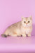 Manya | Munchkin Kitten