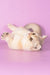 Manya | Munchkin Kitten