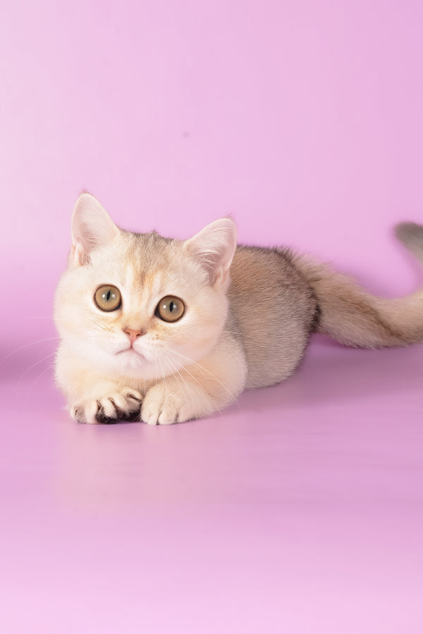 Manya | Munchkin Kitten