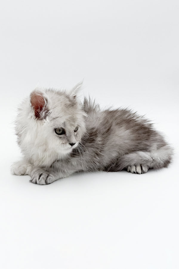 Marcus | Polydactyl Maine Coon Kitten