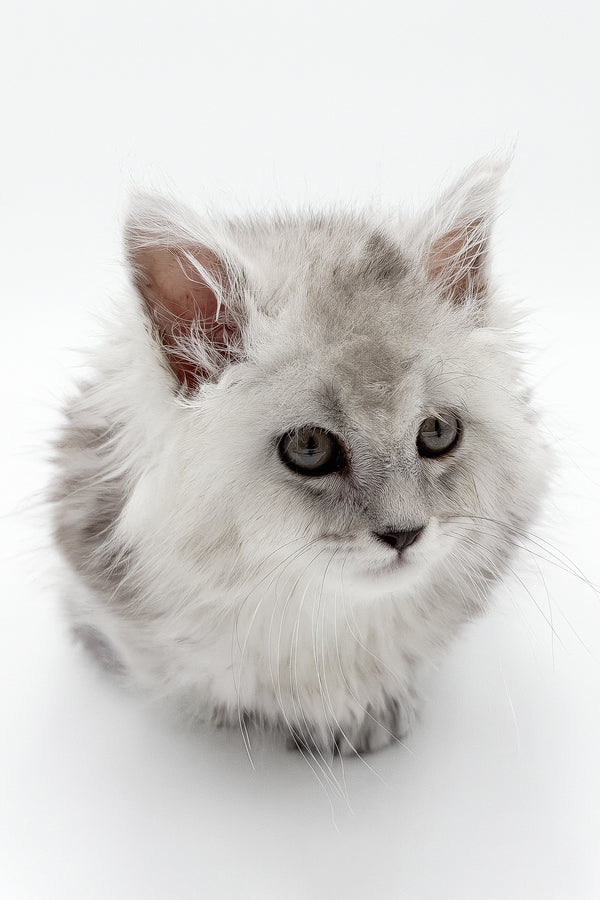 Marcus | Polydactyl Maine Coon Kitten