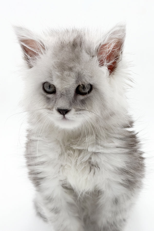 Marcus | Polydactyl Maine Coon Kitten