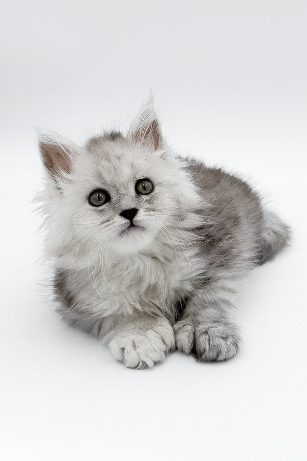 Marcus | Polydactyl Maine Coon Kitten