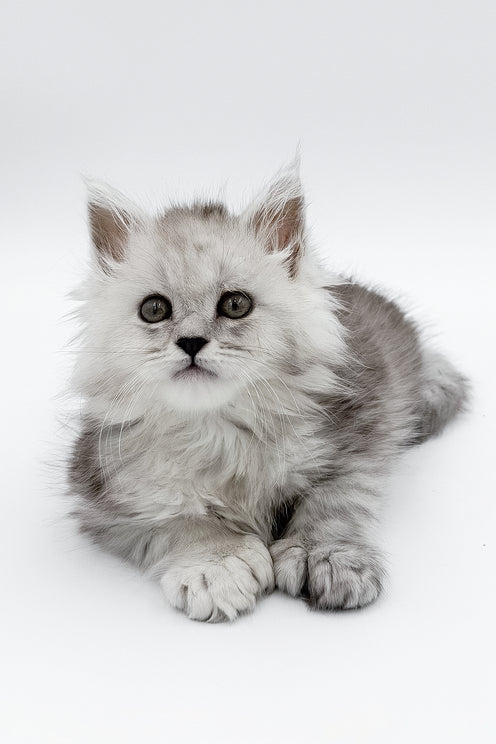 Marcus | Polydactyl Maine Coon Kitten