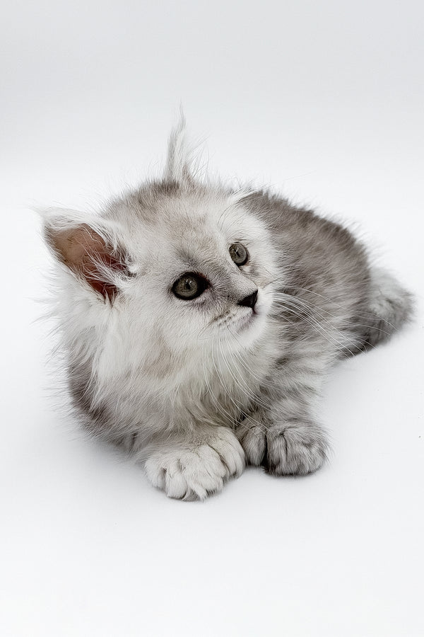 Marcus | Polydactyl Maine Coon Kitten