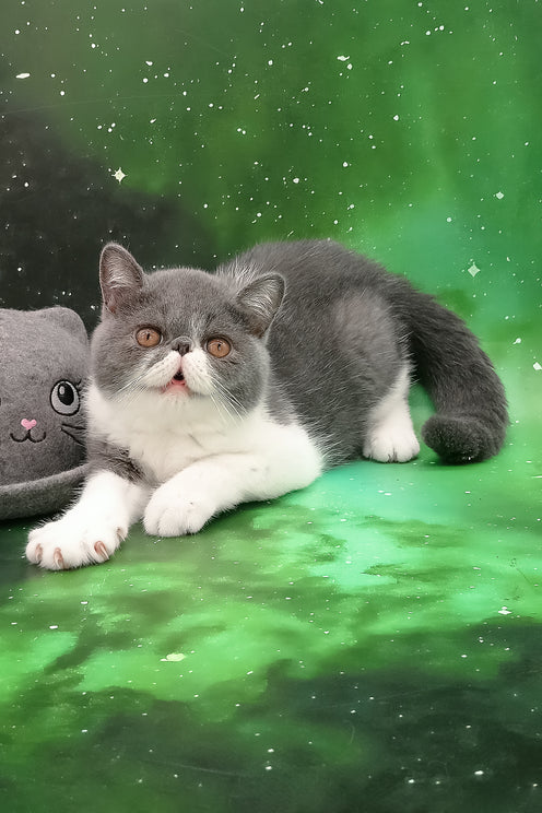 Maradona | Exotic Shorthair Kitten
