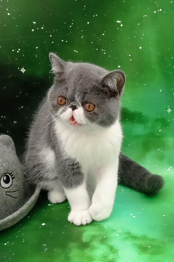 Maradona | Exotic Shorthair Kitten