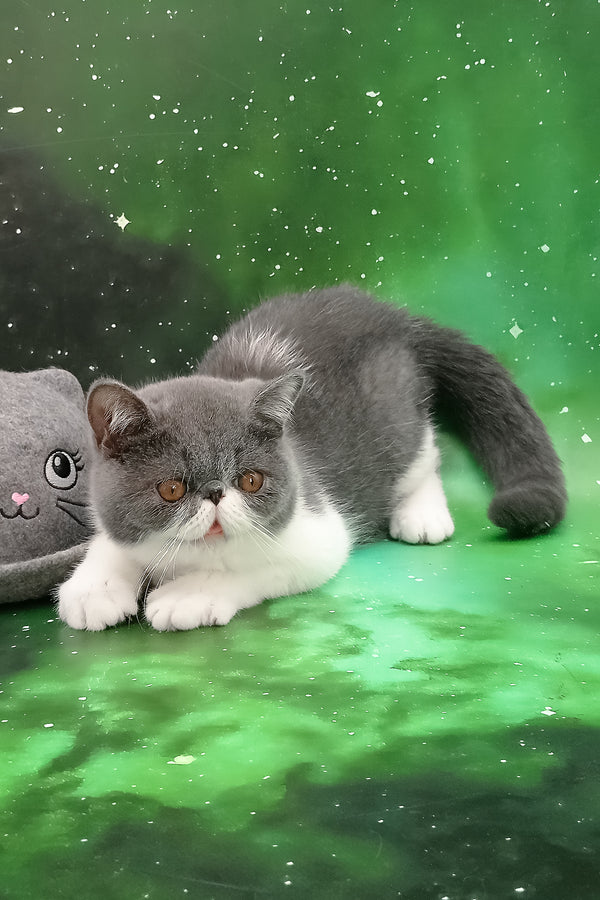 Maradona | Exotic Shorthair Kitten