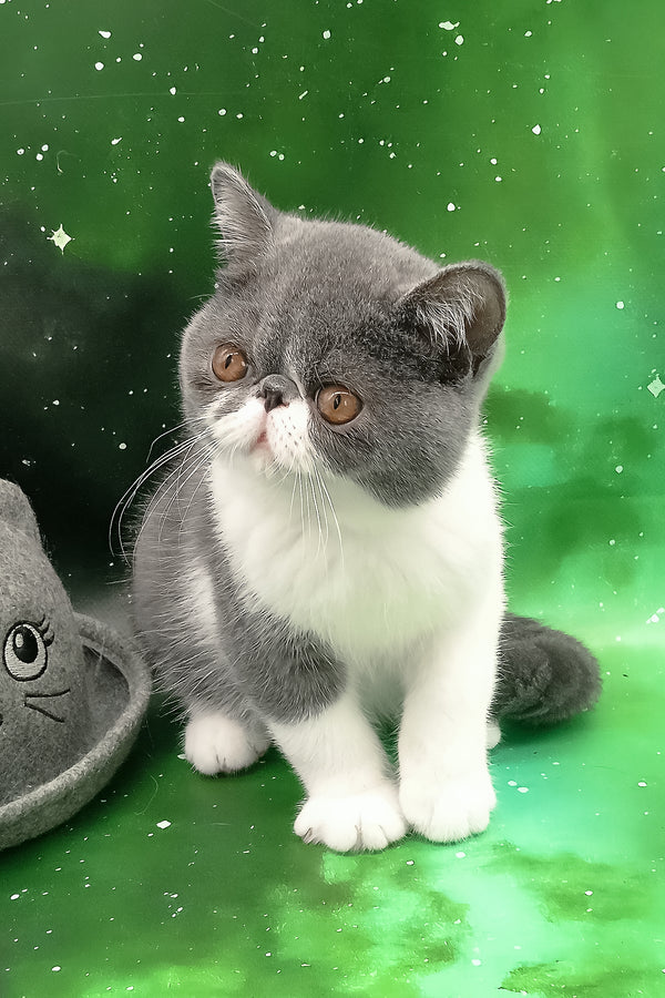 Maradona | Exotic Shorthair Kitten
