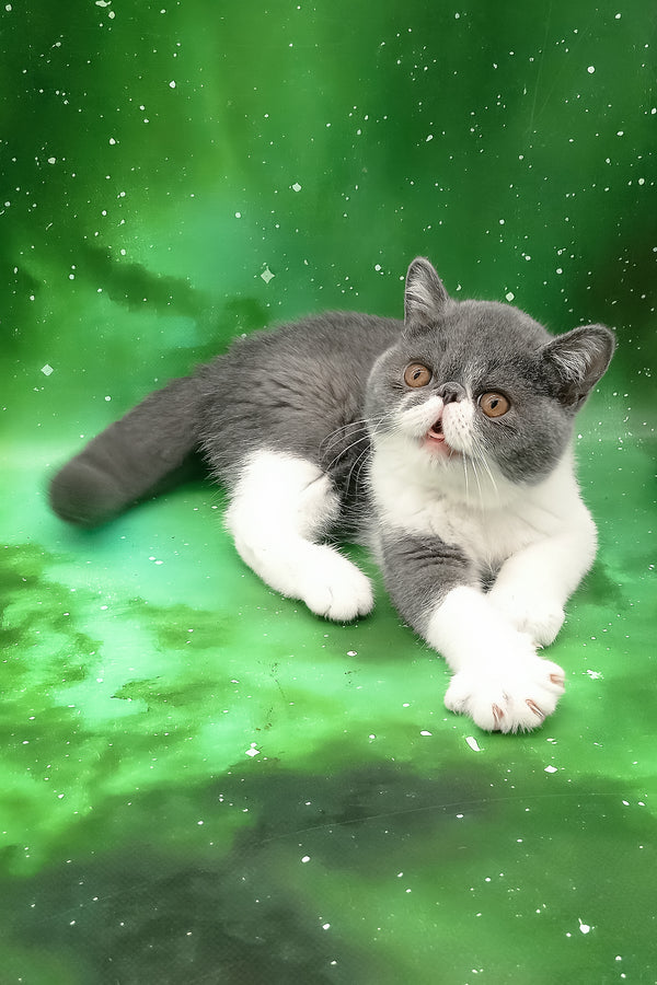 Maradona | Exotic Shorthair Kitten