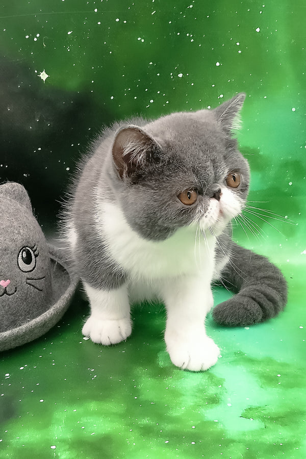 Maradona | Exotic Shorthair Kitten
