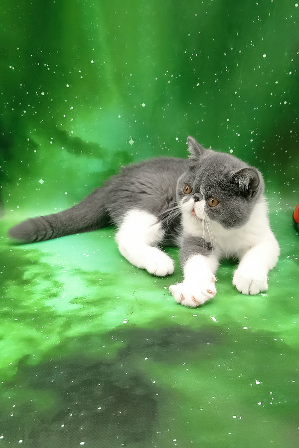 Maradona | Exotic Shorthair Kitten