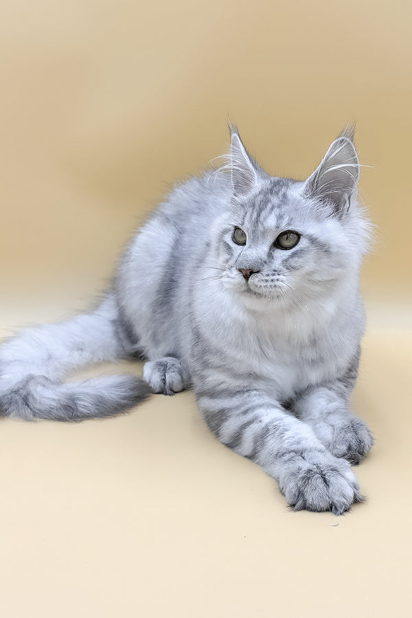Marco | Maine Coon Kitten