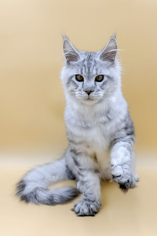 Marco | Maine Coon Kitten