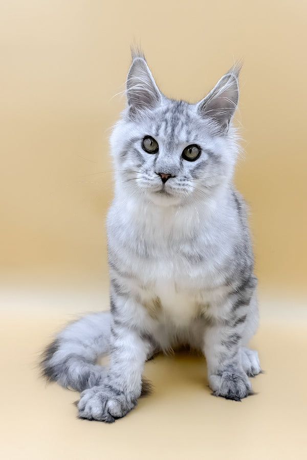 Marco | Maine Coon Kitten