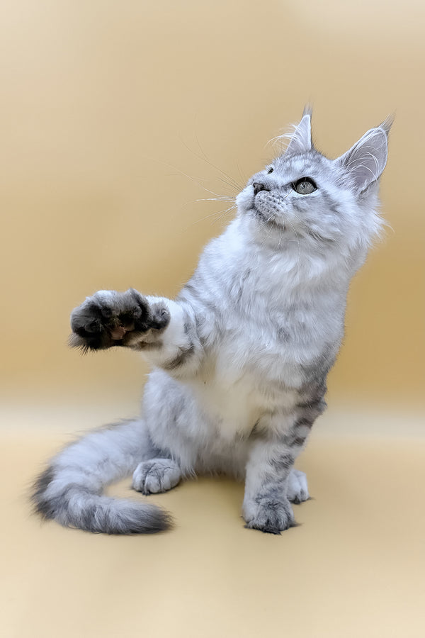 Marco | Maine Coon Kitten
