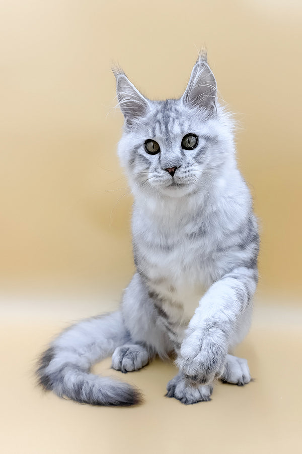 Marco | Maine Coon Kitten