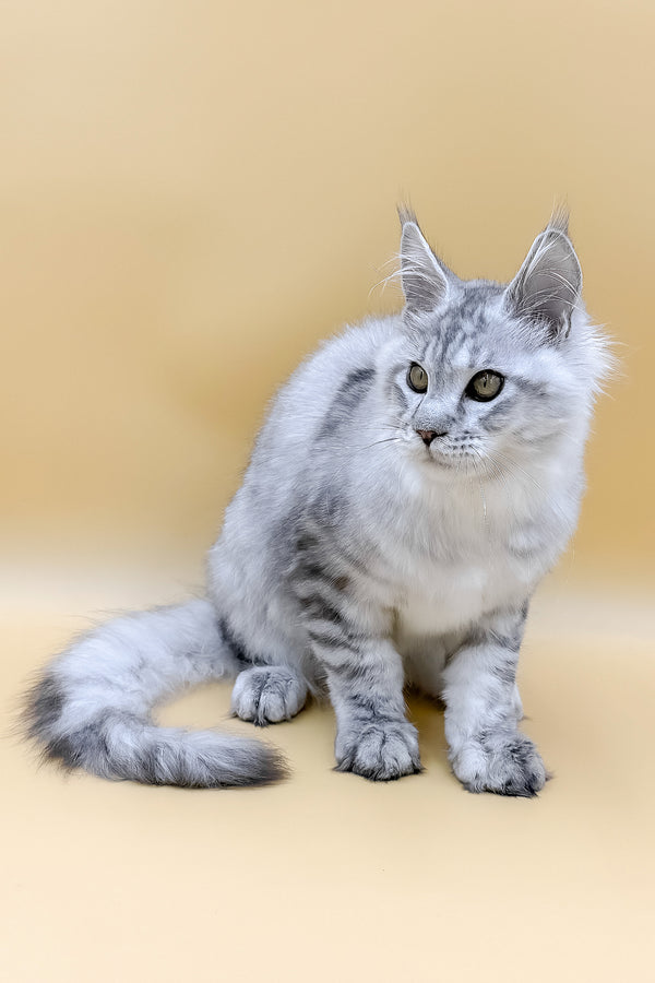 Marco | Maine Coon Kitten