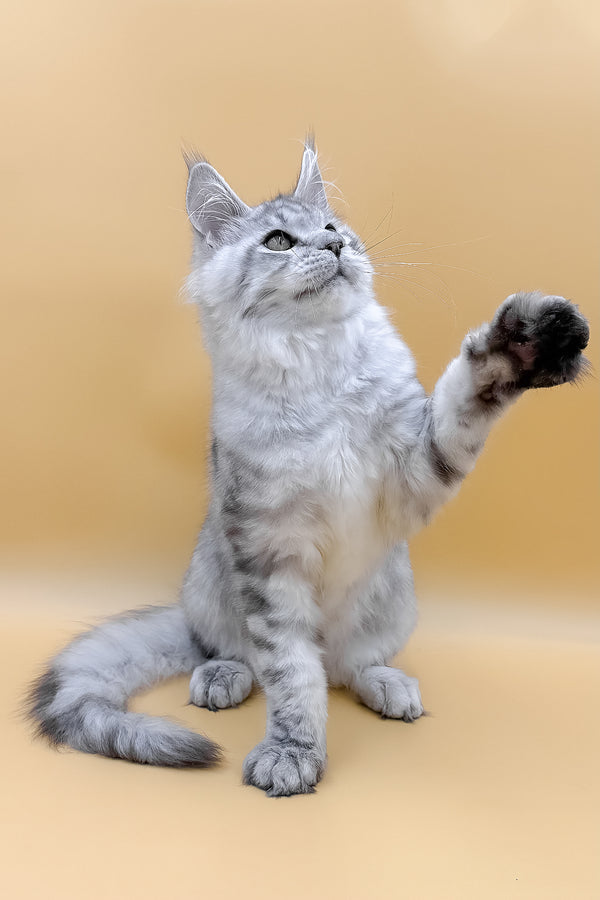 Marco | Maine Coon Kitten