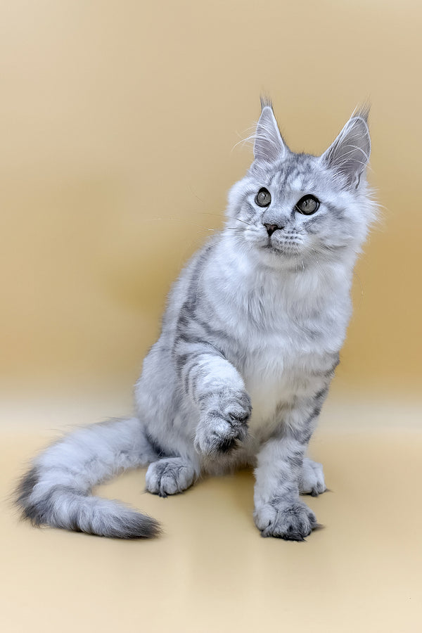 Marco | Maine Coon Kitten