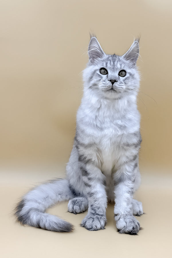 Marco | Maine Coon Kitten