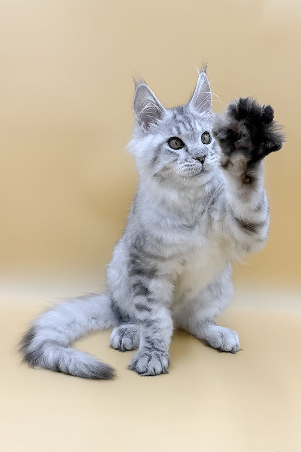 Marco | Maine Coon Kitten