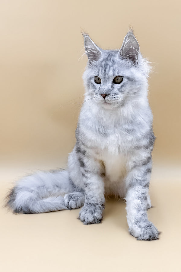 Marco | Maine Coon Kitten