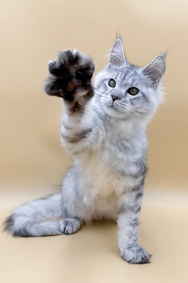 Marco | Maine Coon Kitten