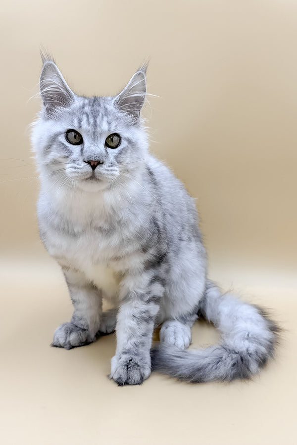 Marco | Maine Coon Kitten