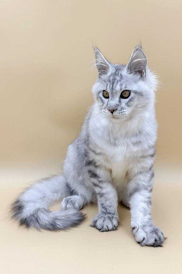 Marco | Maine Coon Kitten