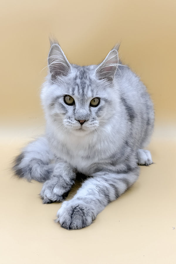 Marco | Maine Coon Kitten