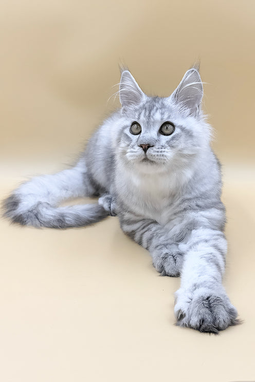 Marco | Maine Coon Kitten