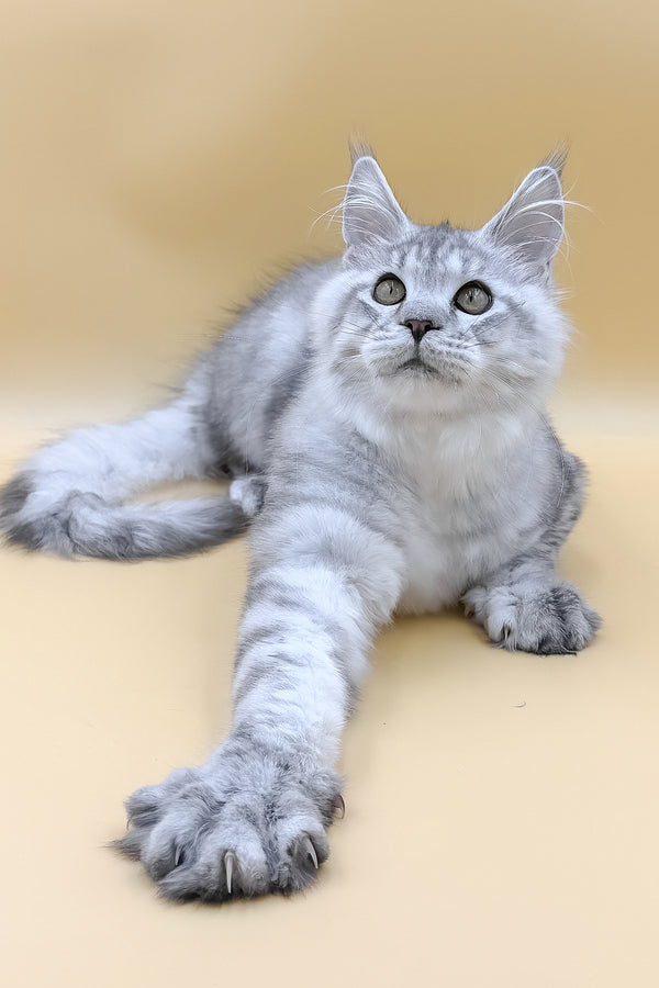 Marco | Maine Coon Kitten