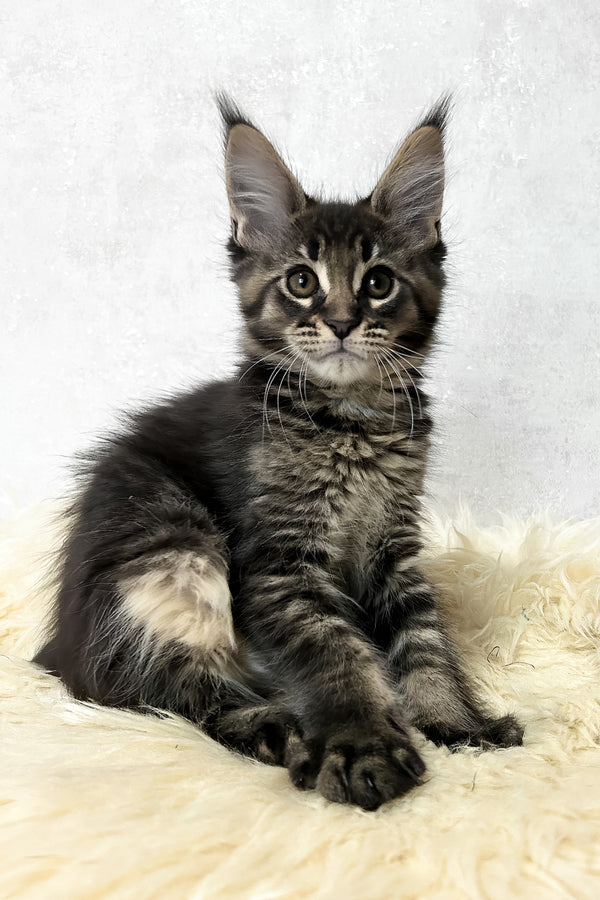 Marsel | Maine Coon Kitten
