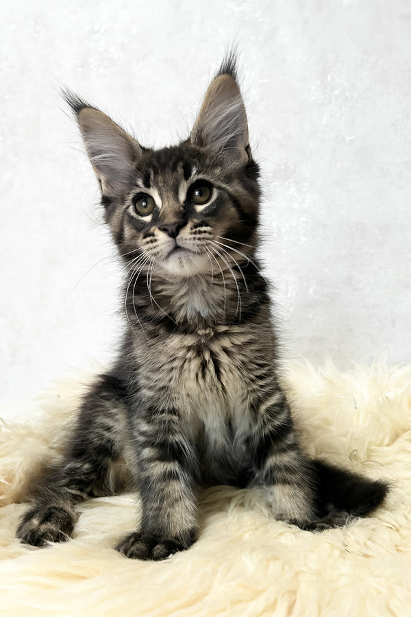 Marsel | Maine Coon Kitten