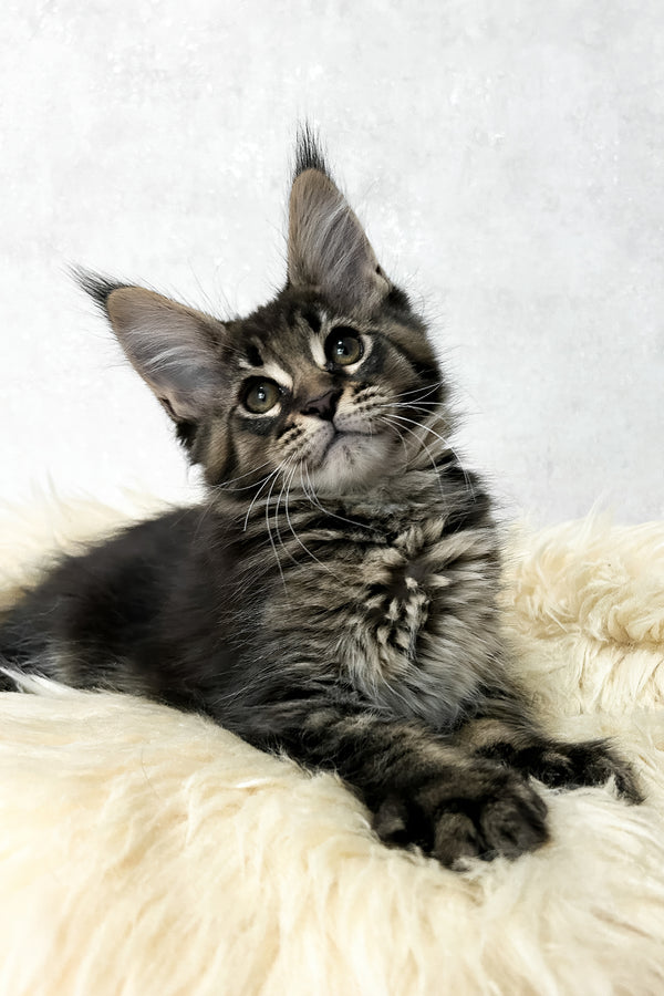 Marsel | Maine Coon Kitten