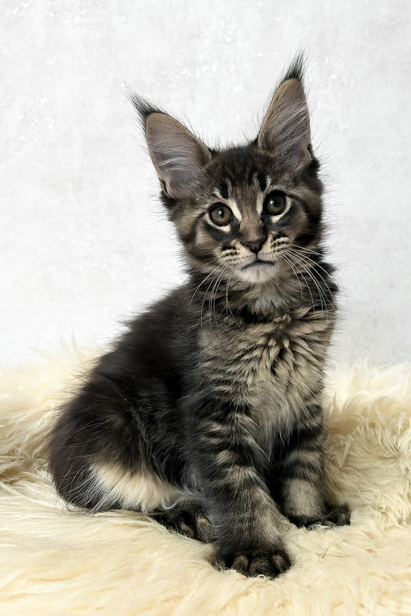 Marsel | Maine Coon Kitten