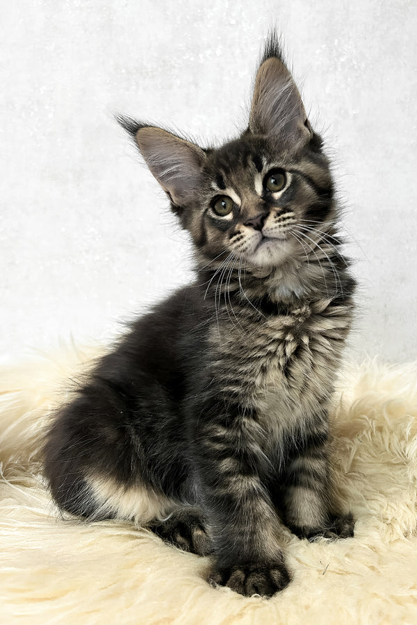 Marsel | Maine Coon Kitten