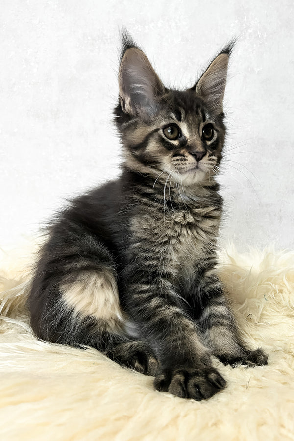 Marsel | Maine Coon Kitten