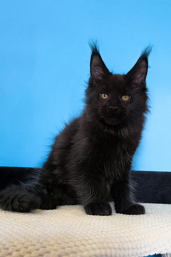 Margarita | Maine Coon Kitten