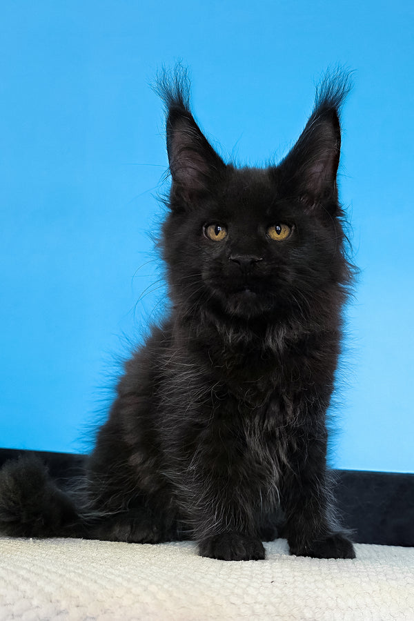 Margarita | Maine Coon Kitten