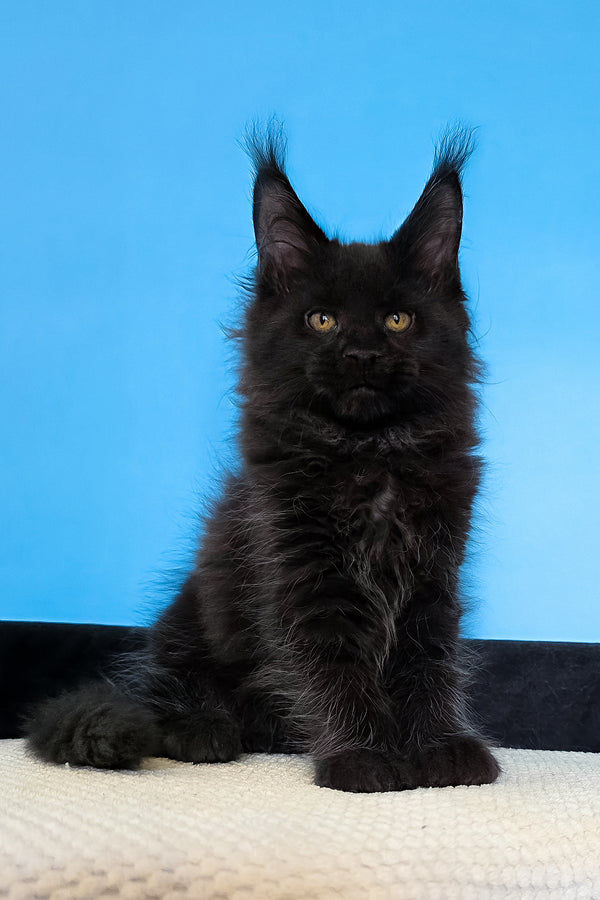 Margarita | Maine Coon Kitten