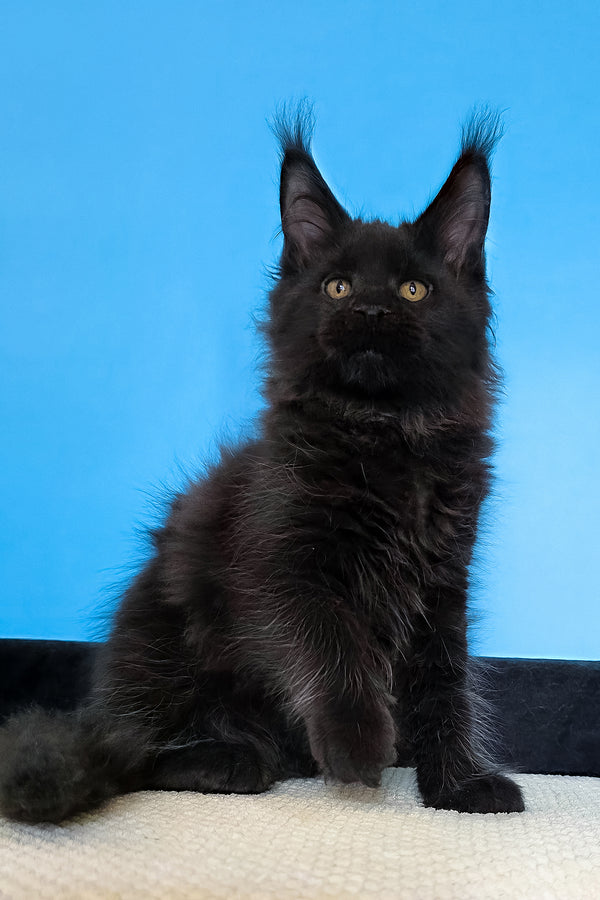 Margarita | Maine Coon Kitten