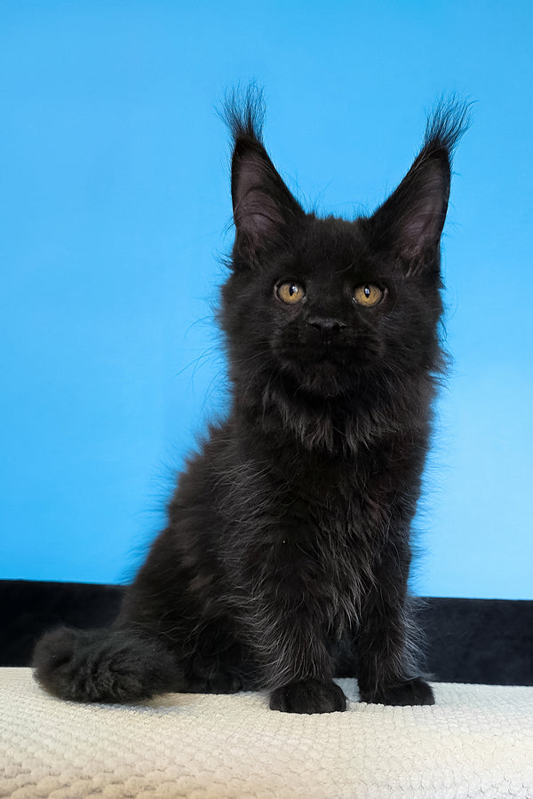 Margarita | Maine Coon Kitten