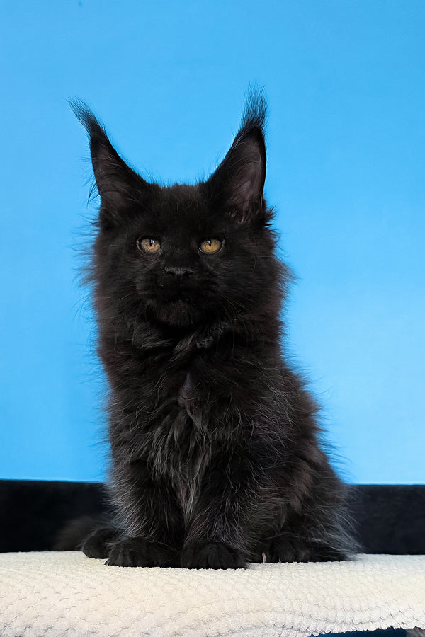 Margarita | Maine Coon Kitten