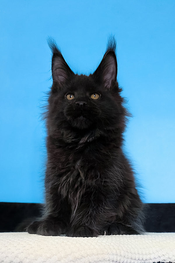 Margarita | Maine Coon Kitten